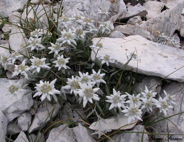 Leontopodium Alpinum 